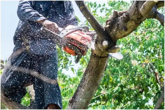 tree services Gilt Edge